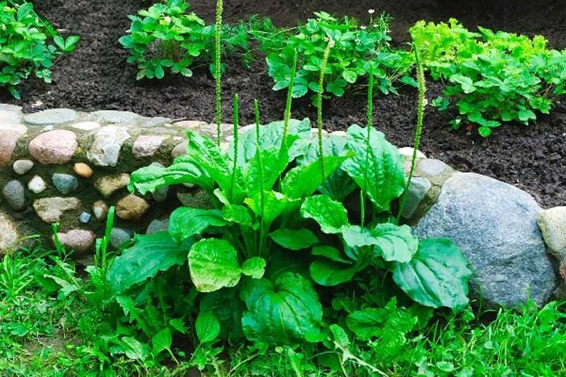 Hình ảnh cây mã đề