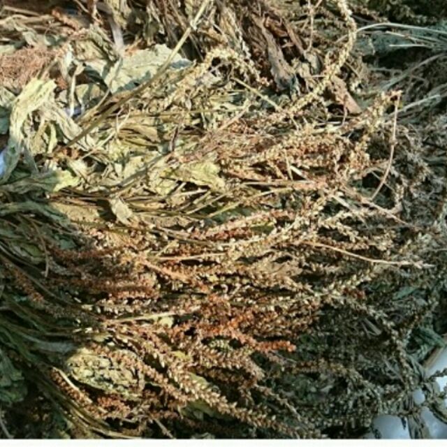 ảnh bông mã đề chuẩn 3