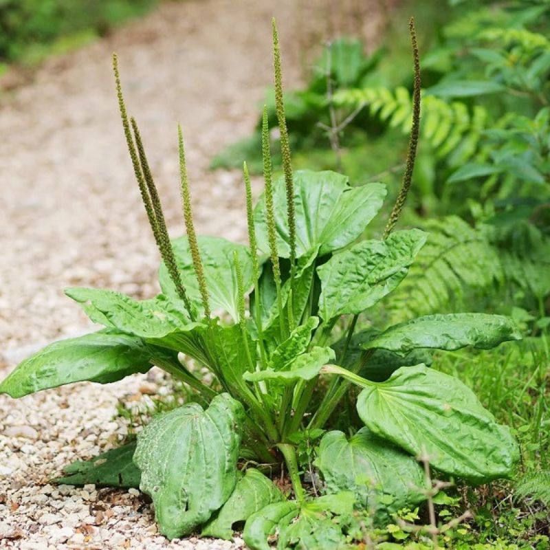 ảnh bông mã đề chuẩn 4