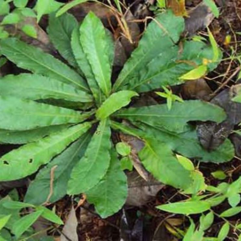 ảnh chỉ thiên chuẩn 2