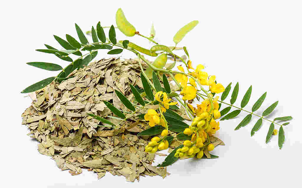 phan tả diệp tươi khô