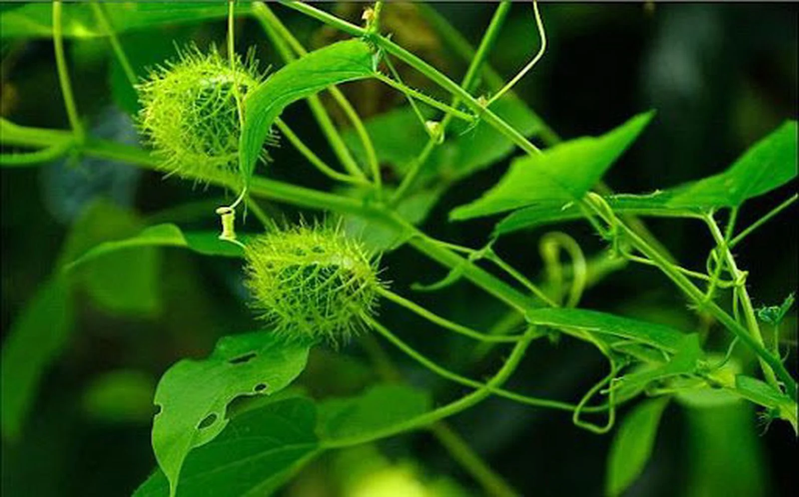 hình ảnh cây lạc tiên