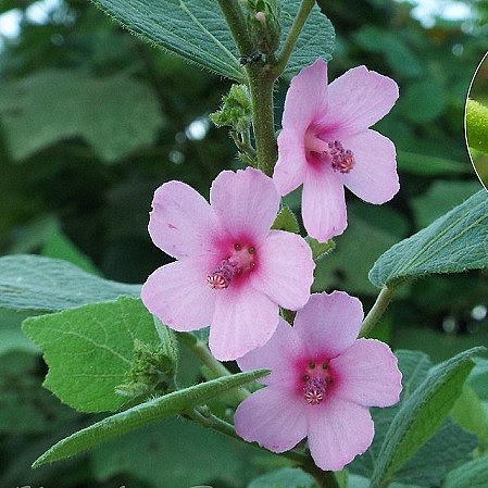 ảnh ké hoa đào 4