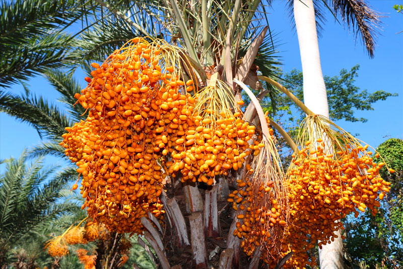 ảnh quả chà là