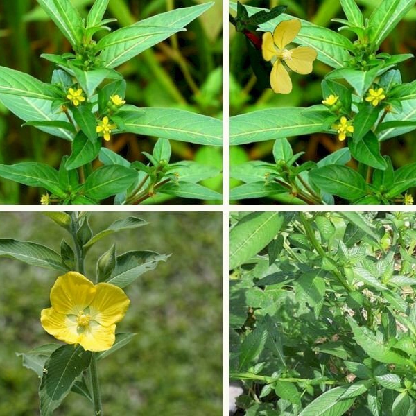 ảnh rau mương chuẩn 4